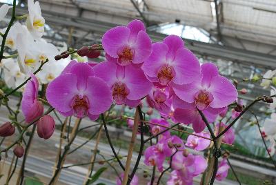 Orchids from Floricultura, Spring Trials 2015.: Welcome to Floricultura Spring Trials 2015.   Lots of Orchids on Display!