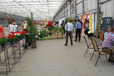 From Floricultura Spring Trials 2015.: Welcome to Floricultura, Spring Trials 2015, featuring PlugConnection, Beekenkamp and Westflowers.