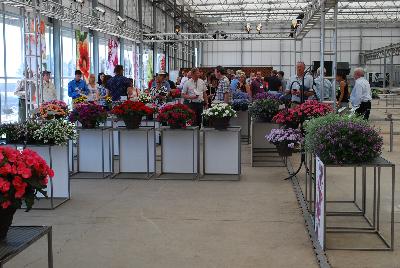From Floricultura Spring Trials 2015.: Welcome to Floricultura, Spring Trials 2015, featuring PlugConnection, Beekenkamp and Westflowers.
