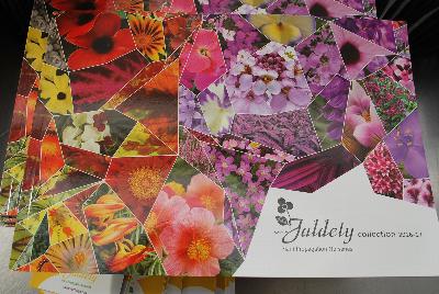 Seen @ Spring Trials 2016.: From Jaldety Plant Propagation Nurseries @ Pacific Plug & Liner, Spring Trials 2016: The Jaldety 2016-17 Collection.