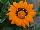 Jaldety Nurseries: Gazania  'Adonis' 