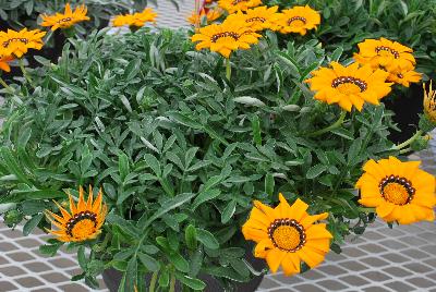  Gazania Adonis 