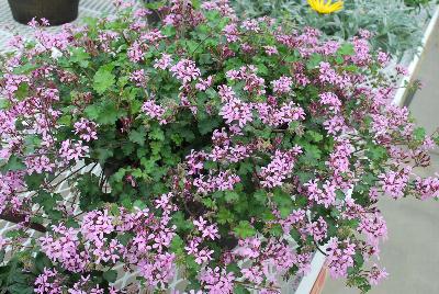  Pelargonium Pinki Pinks 