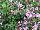 Jaldety Nurseries: Pelargonium  'Pinki Pinks' 