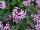 Jaldety Nurseries: Pelargonium  'Pinki Pinks' 
