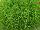 Jaldety Nurseries: Sagina subulata 'Lime Moss' 