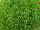Jaldety Nurseries: Sagina subulata 'Lime Moss' 