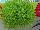 Jaldety Nurseries: Sagina subulata 'Lime Moss' 