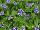 Jaldety Nurseries: Lindernia grandiflora 'Grandiflora Blue' 