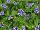 Jaldety Nurseries: Lindernia grandiflora 'Grandiflora Blue' 