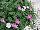 Jaldety Nurseries: Erodium  'Bishop's Form' 