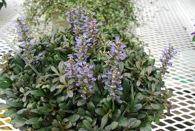 Ajuga  'Chocolate Chip'