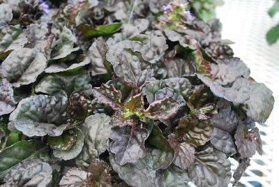 Ajuga  'Black Scallop'