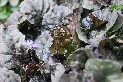  Ajuga reptans Black Scallop 