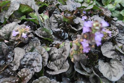 Ajuga  'Black Scallop'