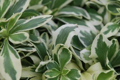 Arabis  'Variegata'