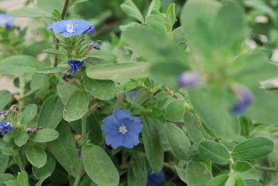  Evolvulus glomeratus Blue Eyes 