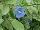 Jaldety Nurseries: Evolvulus glomeratus 'Blue Eyes' 