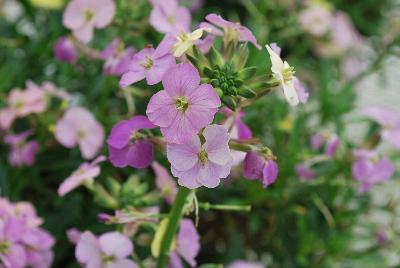  Erysimum Caribbean Island 