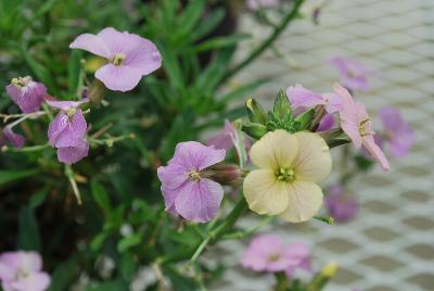 Erysimum  'Caribbean Island'