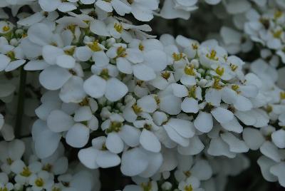 iberis  'Masterpiece'