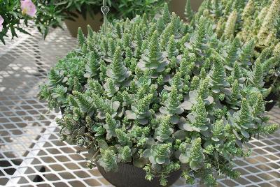 Orostachys  'Chinese Hat'