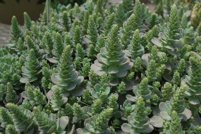  Orostachys iwarenga Chinese Hat 