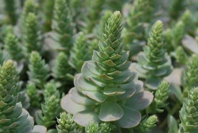 Orostachys  'Chinese Hat'