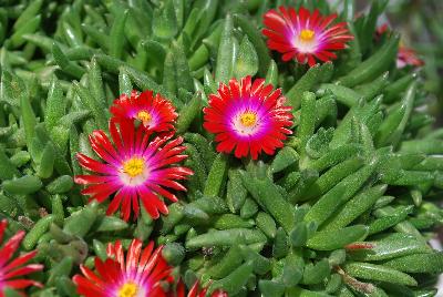 Delosperma Jewels of Desert 'Garnet'