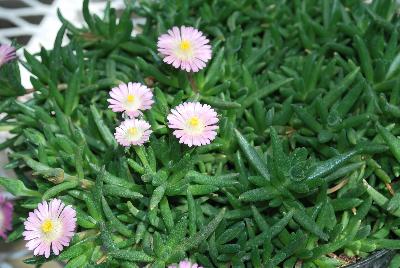 Jewels of Desert Delosperma Rosequartz 