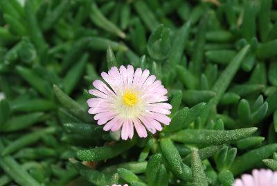 Delosperma Jewels of Desert 'Rosequartz'