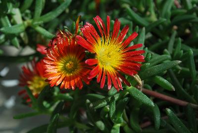 Delosperma Wheels of Wonder® 'Fire Wonder'