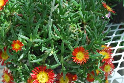 Delosperma Wheels of Wonder® 'Fire Wonder'