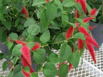 Acalypha  'Cat's Tails'