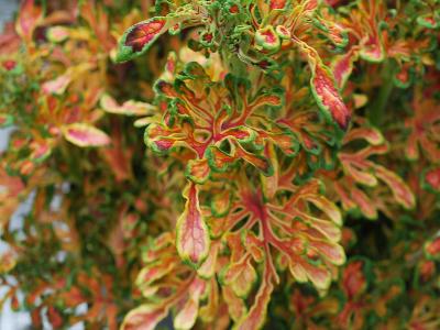 Coleus Colissima 'Amarena'