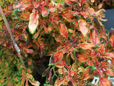 Colissima Coleus 'Papaya': As seen at Jaldety Spring Trials, 2013 @ Pacific Plug and Liner.