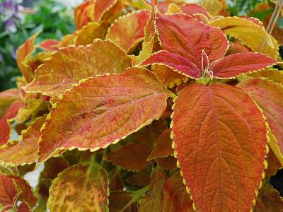 Jaldety: Coleus 'Rustic Orange': As seen at Jaldety Spring Trials, 2013 @ Pacific Plug and Liner.