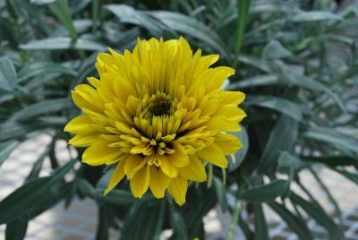 Gazania Sunbathers® 'Sunset Jane Lemon Spot'