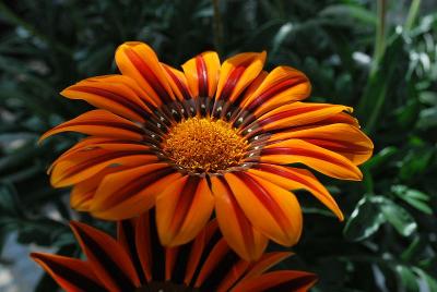 Sunbathers® Gazania Tikal 