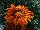 Jaldety Nurseries: Gazania  'Tikal' 