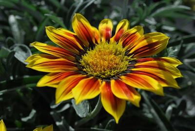 Gazania Sunbathers® 'Totonaca'