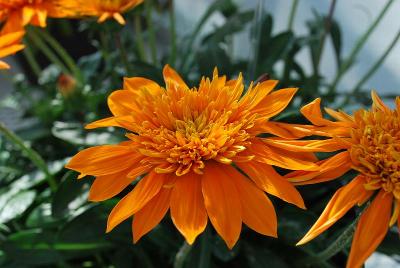 Gazania Sunbathers® 'Toptokai'