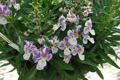 Angelonia pac® Angelos® 'Bicolor'