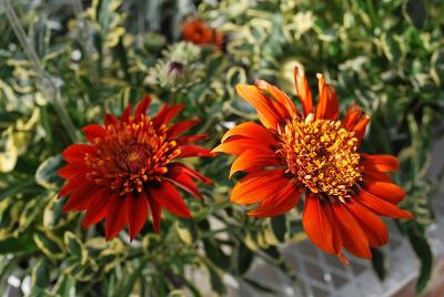 Gazania Gazebra 'Red'