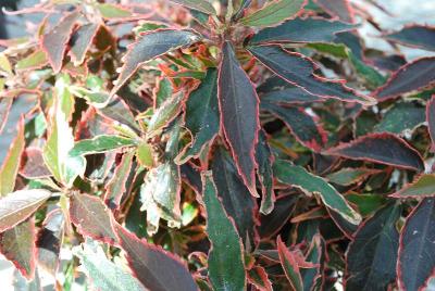  Acalypha Red 