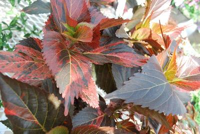 Acalypha  'Mosaic'