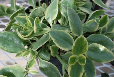 Aptenia  'Variegated'