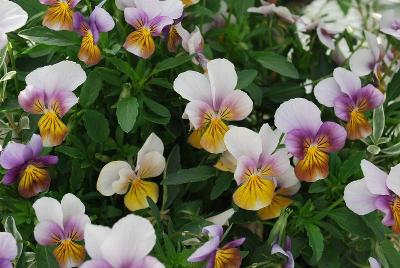 Comprosma  'Viola Little Angel'