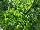 Jaldety Nurseries: COMBO  '' 