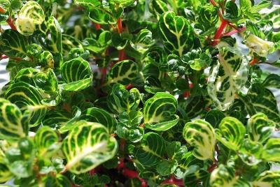  Iresine 'Variegated Heart'